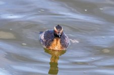 A07HornedGrebe3911.jpg A07HornedGrebe3911.jpg