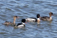 A09RedBreastedMerganserPairs3800.jpg A09RedBreastedMerganserPairs3800.jpg