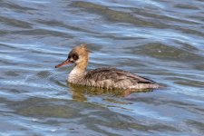A10RedBreastedMerganserHen3902.jpg A10RedBreastedMerganserHen3902.jpg