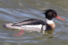 A11RedBreastedMerganserDrake3916.jpg A11RedBreastedMerganserDrake3916.jpg