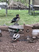 IMG_3977.jpeg