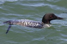 A01CommonLoon4451.jpg A01CommonLoon4451.jpg