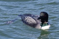 A02CommonLoon4454.jpg A02CommonLoon4454.jpg