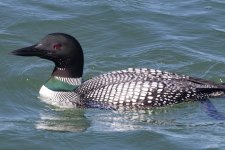 A03CommonLoon4458.jpg A03CommonLoon4458.jpg