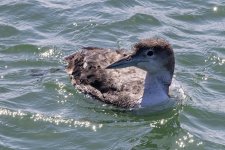 A04CommonLoon4542.jpg A04CommonLoon4542.jpg