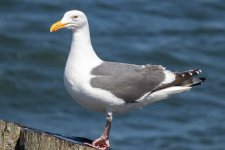A07bHerringGull4497.jpg A07bHerringGull4497.jpg