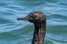 A08PelagicCormorant4397.jpg A08PelagicCormorant4397.jpg