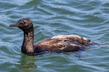 A09PelagicCormorant4400.jpg A09PelagicCormorant4400.jpg