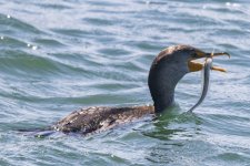 A10DoubleCrestedCormorantSnakePrickleback4434.jpg