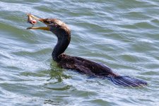 A11DoubleCrestedCormorantWBlackRockfish4512.jpg A11DoubleCrestedCormorantWBlackRockfish4512.jpg