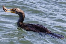 A12DoubleCrestedCormorantWBlackRockfish4513.jpg A12DoubleCrestedCormorantWBlackRockfish4513.jpg