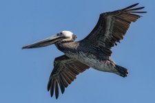 A13BrownPelican4712.jpg A13BrownPelican4712.jpg