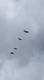 IMG_4021.jpeg IMG_4021.jpeg