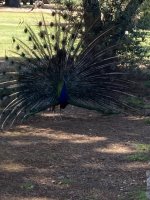 IMG_0360.jpeg