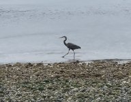 IMG_7460.jpeg