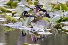 WoodDuckDrakes5218.jpg WoodDuckDrakes5218.jpg