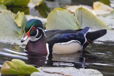 WoodDuckDrake5232.jpg WoodDuckDrake5232.jpg