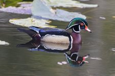 WoodDuckDrake5246.jpg WoodDuckDrake5246.jpg