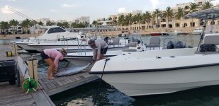 Arabian Fly - Yellowfin Tuna.jpg Arabian Fly - Yellowfin Tuna.jpg