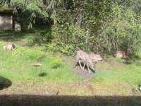 BackyardDoes8331.jpg BackyardDoes8331.jpg