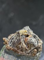 IMG_5637.jpeg