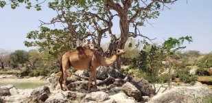 Wadi Darbat - Camel.jpg Wadi Darbat - Camel.jpg