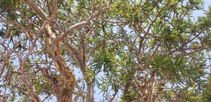 Frankincense Tree.jpg Frankincense Tree.jpg