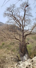 Baobab Tree - Wadi Hinna.jpg
