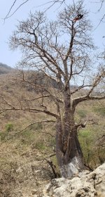 Baobab Tree - Wadi Hinna.jpg Baobab Tree - Wadi Hinna.jpg