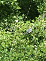 IMG_7209.jpeg