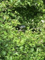 IMG_7197.jpeg