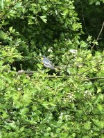 IMG_7192.jpeg
