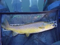 63219in_Female_Brown.JPG