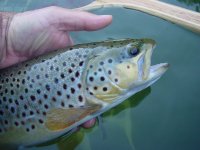 Pass Lake Brown in Hand.JPG