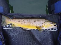 Pass Lake Brown.JPG