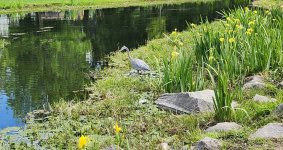 20240508_fisherbird.jpg