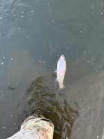 IMG_4099.jpeg IMG_4099.jpeg