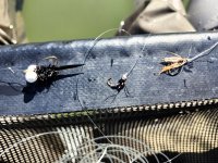 20240510_flies.jpg