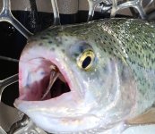 20240510_frstdivecadfish.jpg
