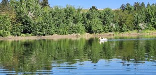 20240510_pelicans.jpg