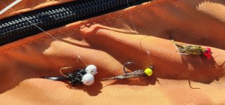 20240511_flies.jpg