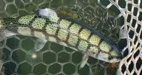 20240511_willyfish.jpg