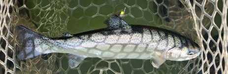 20240511_leechfish.jpg