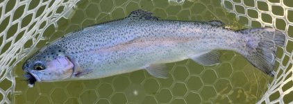 20240511_boobiefish.jpg