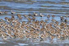 A01MixedShorebirds4363.jpg