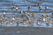 A02MixedShorebirds4235.jpg
