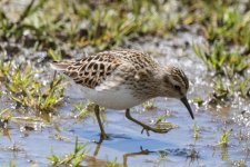 A03LeastSandpiper5601.jpg