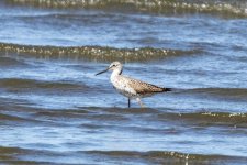 A04GreaterYellowlegs4272.jpg