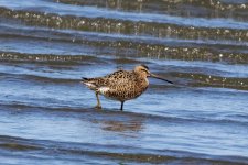 A05Dowitcher4261.jpg