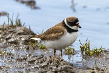 A06aSemipalmatedPlover5598.jpg